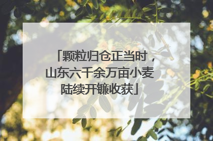 颗粒归仓正当时，山东六千余万亩小麦陆续开镰收获